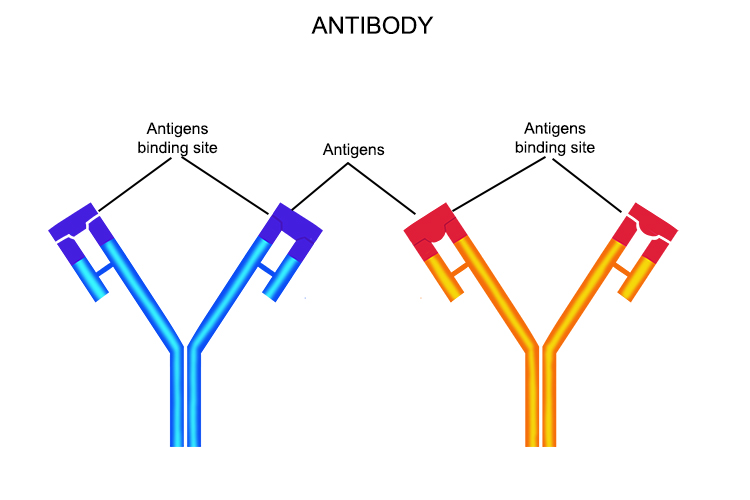 Antibodies are Y shaped and are perfectly shaped by the lymphocyte to stop chemical spread by the pathogen